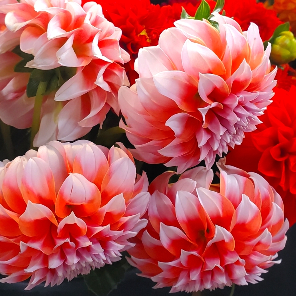 Meet your Posher, Kathryn